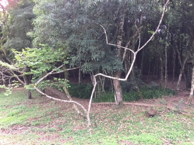 tree-curitiba